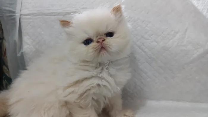 Lindo filhote de gato persa macho olhos azuis puro.Parcelo.Entrego em Curitiba e região