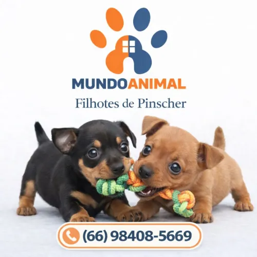 Filhotes Pinscher 