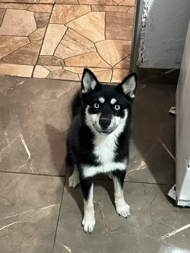 Pomsky Fêmea (Mini Husky Siberiano) - 6 Meses, Linda e Muito Carinhosa