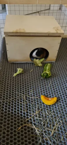 Dois Porquinho da india