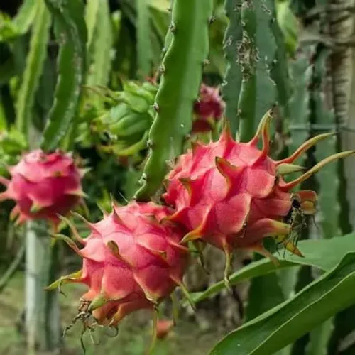  Mudas de Pitaya Vermelha e Branca - Direto do Produtor!