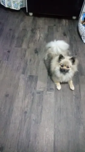 Spitz alemão