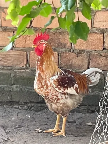 Frangos GSB