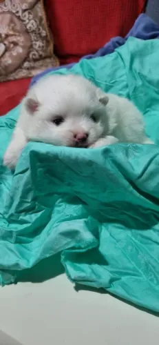 Vendo machinho Lulu da pomerania