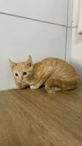 Gatinhas fêmeas com vale castração para adoção 