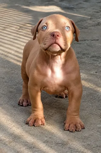 Filhotes de PITMONSTER com pedigree