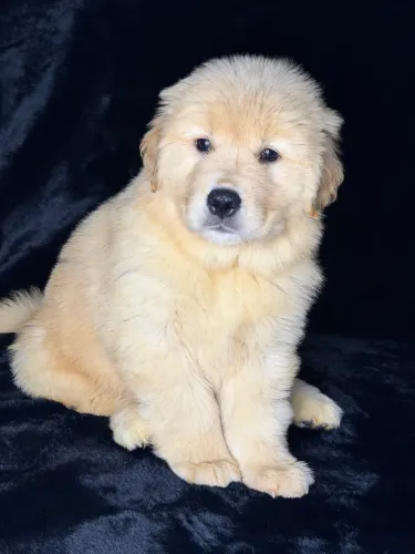 Filhotes de Golden Retriever c/ pedigree 
