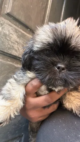 Vendo shih tzu puro
