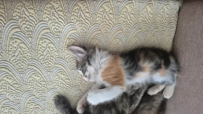 Gatos