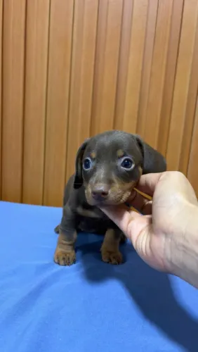 Filhote Dachshund fêmea 