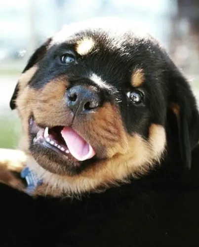 Rottweiler Carinho que se revela com o tempo