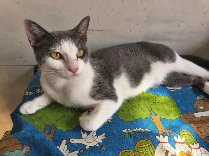 Doação de gato