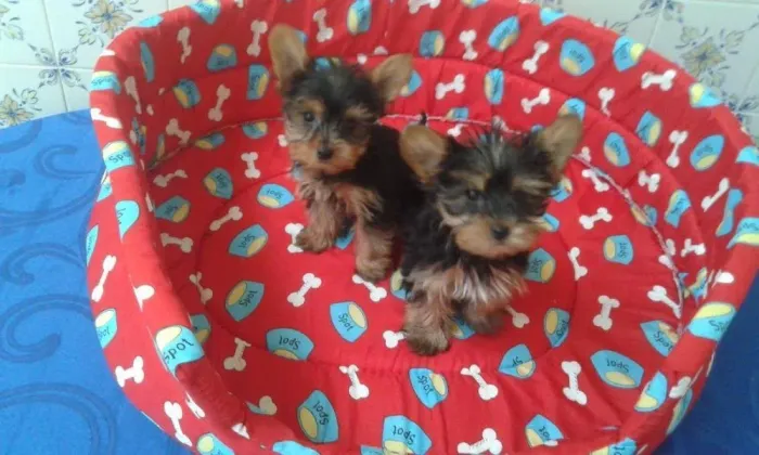 Filhote Yorkshire Terrier, O amigo mais fiel que você pode ter está aqui!