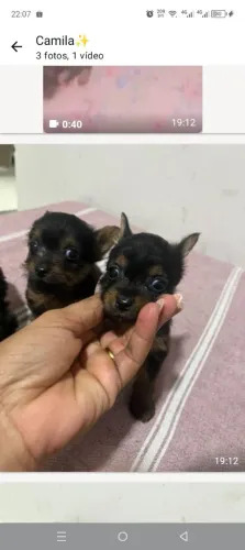 Vendo.micro de yorks shires