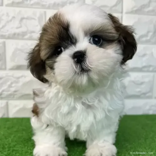 Baby Shih Tzu/ Shitzu filhotinhos dóceis de apartamento com garantias macho e fêmea