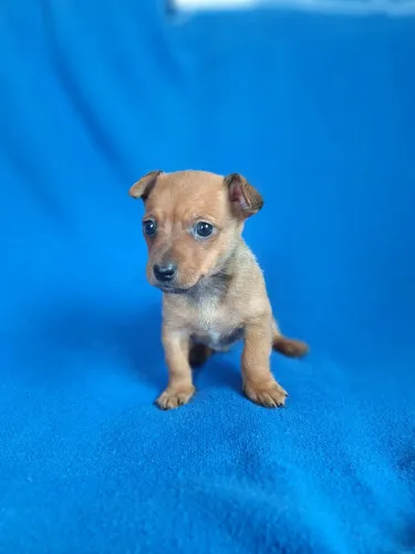 Vendo pinscher macho