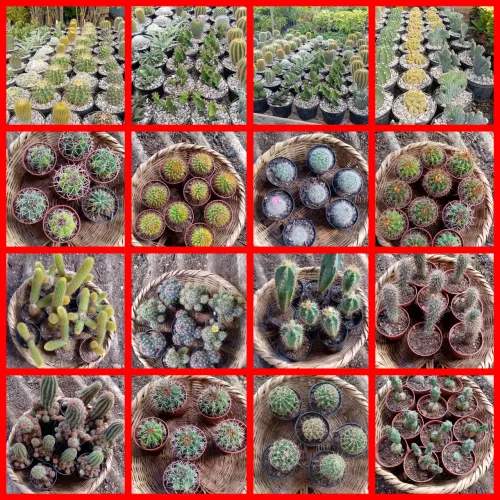 cactos