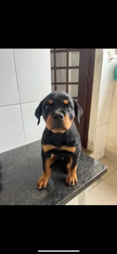 Rotweiller Macho Filhote