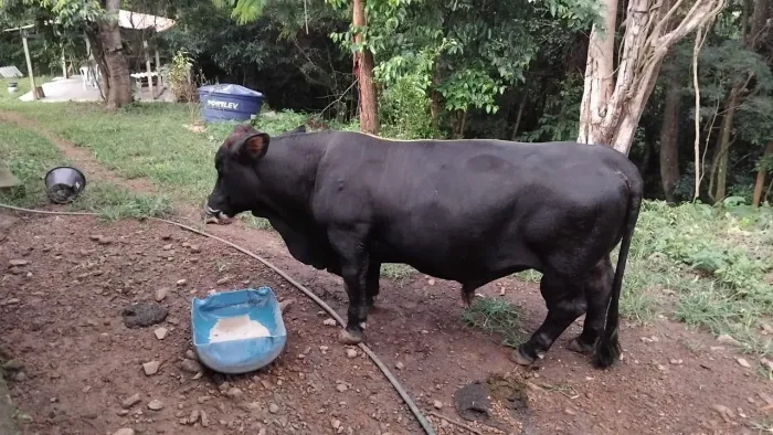Mini toro