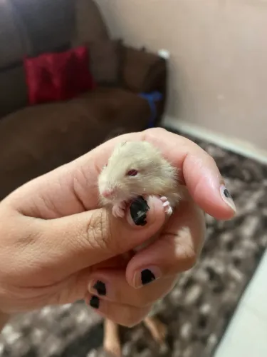Hamster filhotes