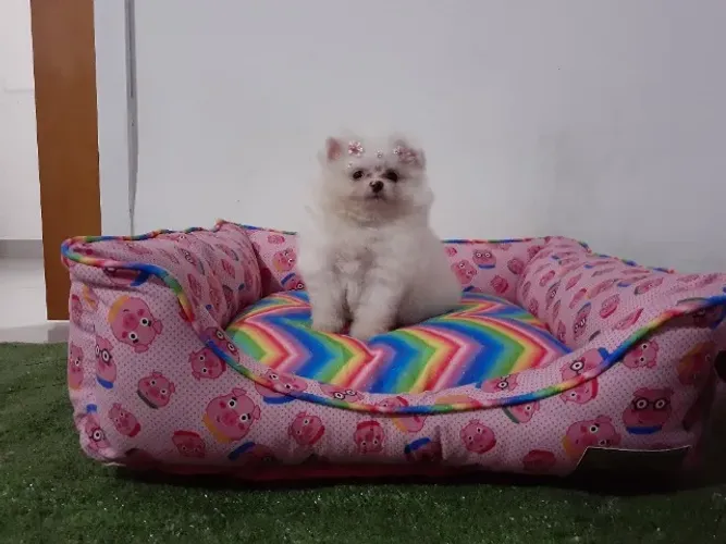=) lulu da pomerania anão =)