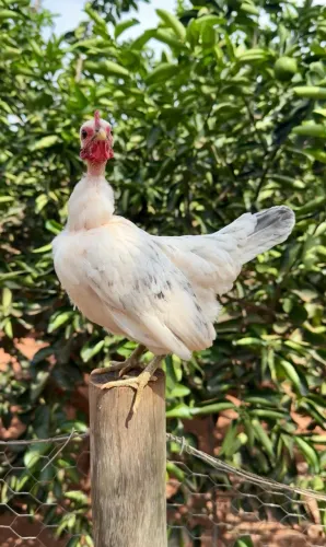 Galinha garnisé