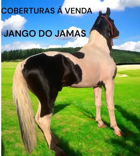 Vendo casal de mangalarga paulista pampa de preto