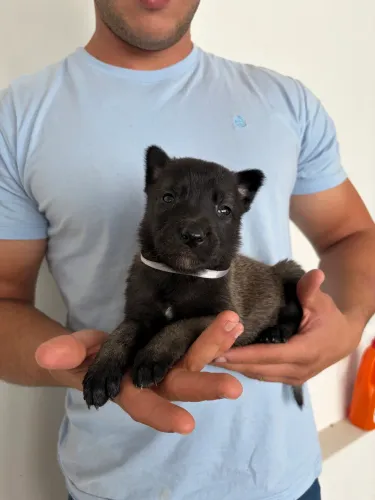 Filhotes de Pastor Belga Malinois disponíveis
