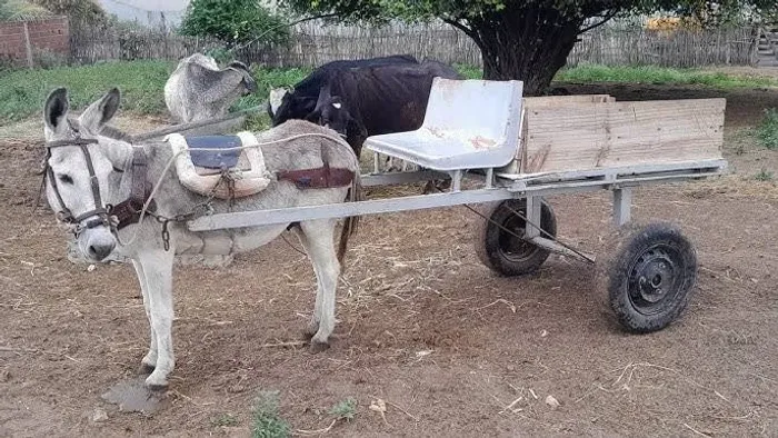 Jumento com carroça para doação