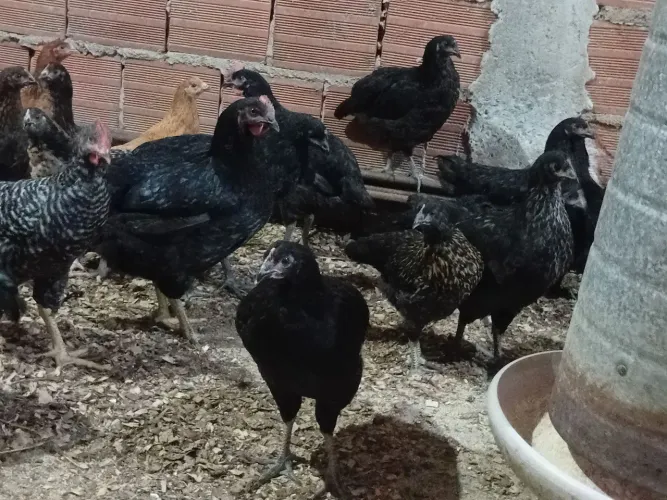 Poedeiras de ovos coloridos
