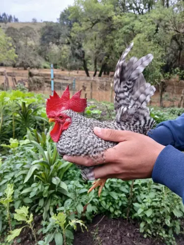 Galo nagazaki