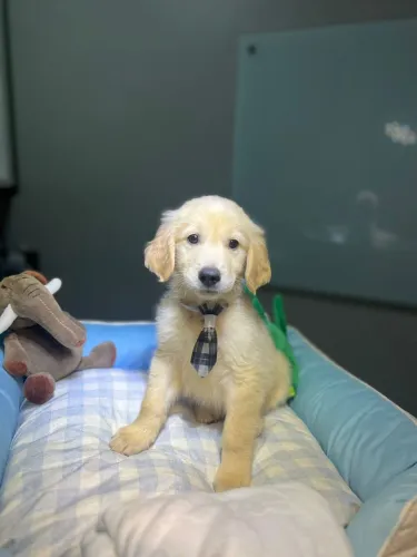Filhote Golden Retriever