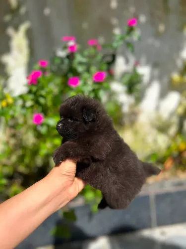 VENDA SPITZ ALEMÃO MACHO E FÊMEA