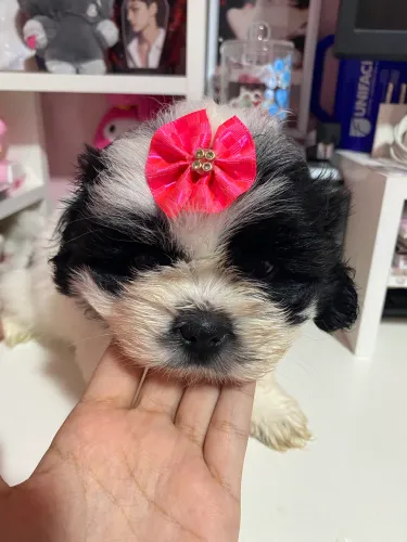 Shihtzu Fêmea