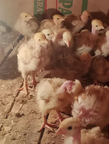 Franguinha poedeira pescoço pelado.