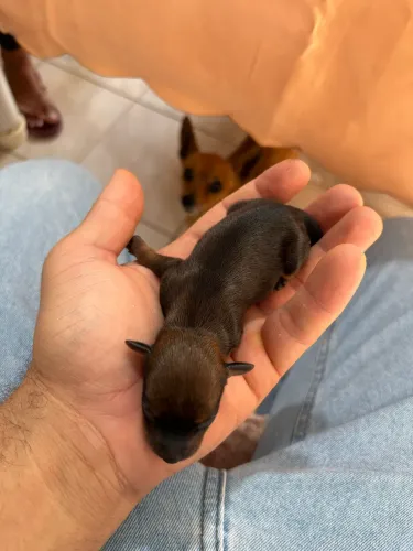 Pinscher filhote