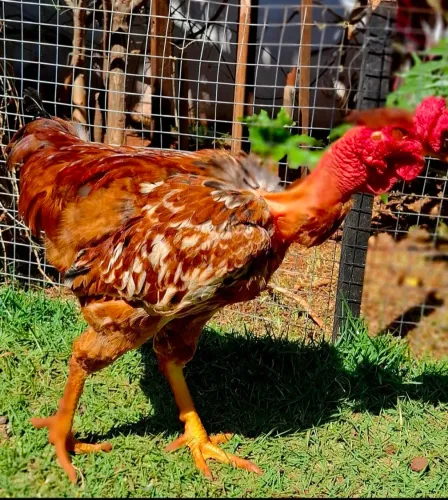 Frango Caipira Reprodutor