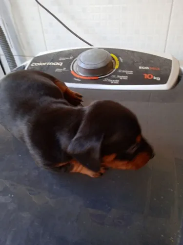 Filhotes de salsicha 