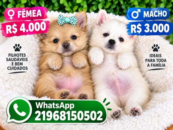 Chiuhuahua macho e fêmea raça pura lindos pelo seda
