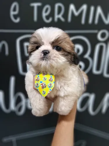 shih tzu mini varias cores
