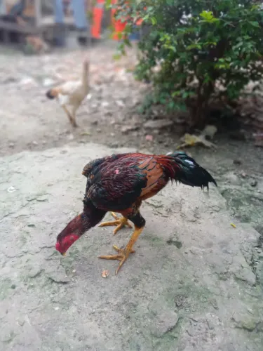Frango shamo 07 meses disponível  pra venda 
