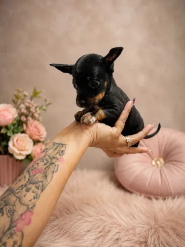 Cachorro dachsund fêmea (salsicha)