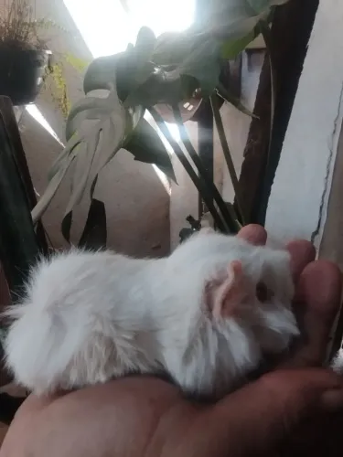 Peruanos albinos lindos disponíveis 
