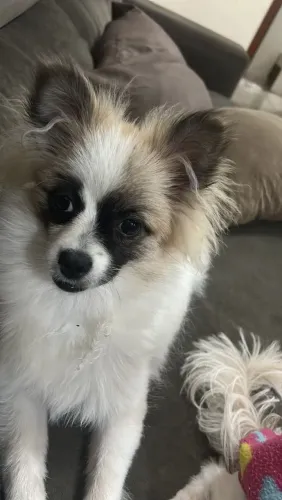 Vendo sptiz 6 meses fêmea