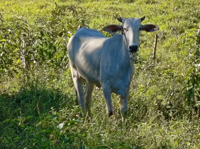 Gado pra vender no precinho