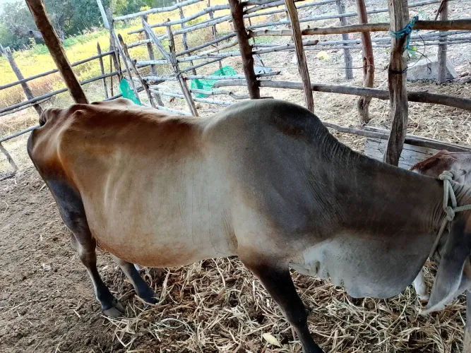Vaca