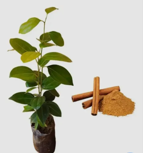 Muda de canela ( árvore caneleira )
