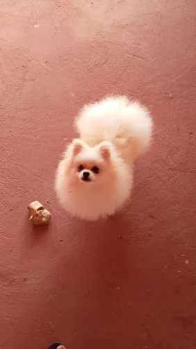 Lulu anão pra cruzar