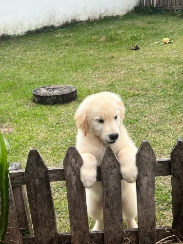 Golden Retriever filhote Vacinado Com Pedigree - Até 12x no cartão