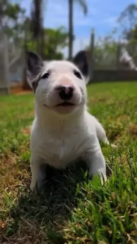 Bull terrier filhotes
